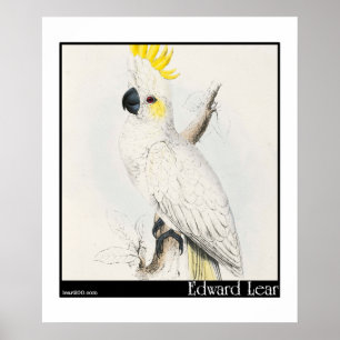 Edward Lear wenig Cockatoo Schwefel-Mit Haube Poster