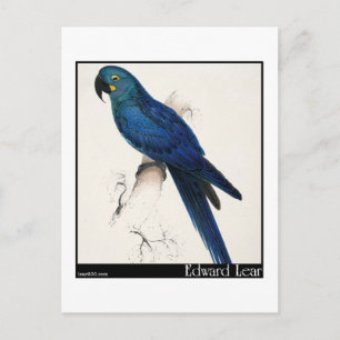 Edward Lears Hyacinth Macaw Postkarte