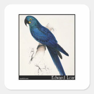 Edward Lears Hyacinth Macaw Quadratischer Aufkleber