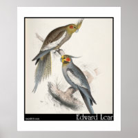 Edward Lears neuer Holland Parakeet