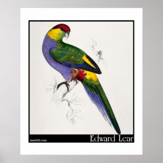 Edward Lears rot gekappte Parakeet-Männchen Poster
