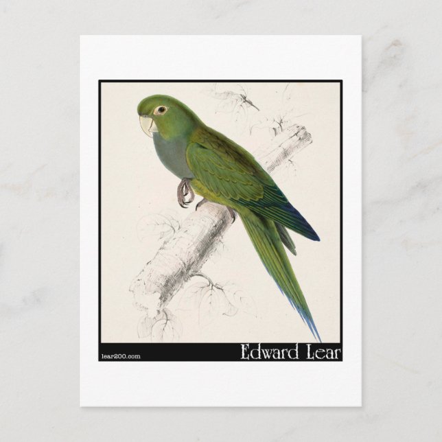 Edward Lears Zwerg Parakeet-Macaw Postkarte (Vorderseite)