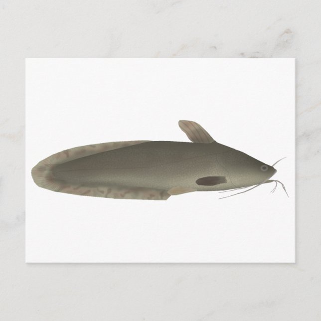 Eeltail Catfish Postkarte (Vorderseite)