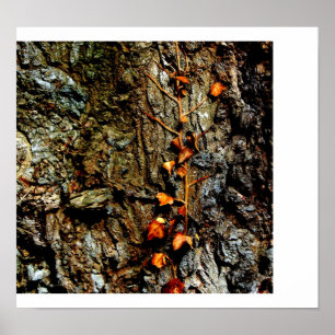 Efeu auf Baumrinde Poster