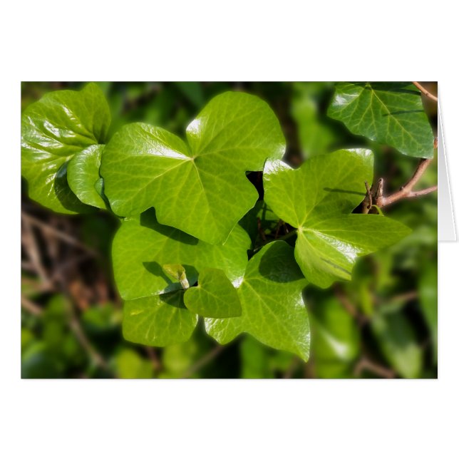 Efeu in der Sonne (Vorderseite (Horizontal))