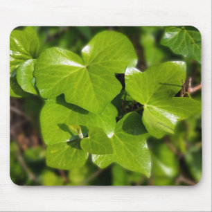 Efeu in der Sonne Mousepad
