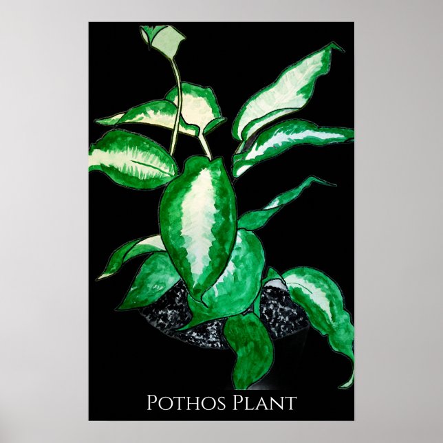 Efeu-Plant  Poster (Vorne)