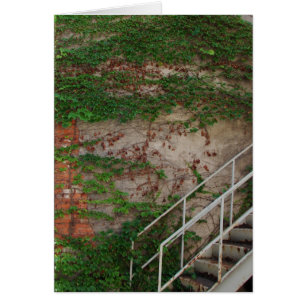 Efeu-Reben, Treppe, Backsteinmauer, Washington,