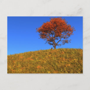 Effacer la carte postale du jour d'automne