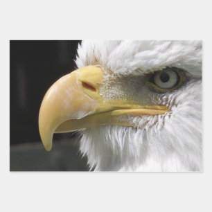 EGELGEBURT GESCHENKPAPIER SET