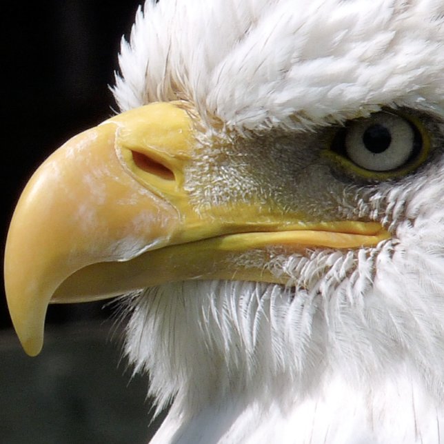 EGELGEBURT LEINWANDDRUCK (Von Creator hochgeladen)