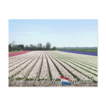 Egmond aan den Hoef Bulb Blume Holland Postcard