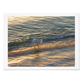 Egret am Strand Fotografie Print