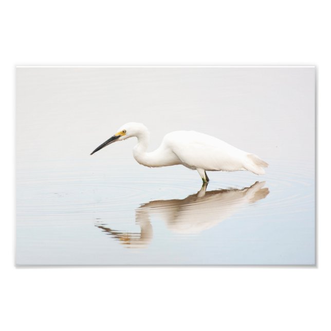 Egret auf einem noch bewachsenen Teich Fotodruck (Vorne)