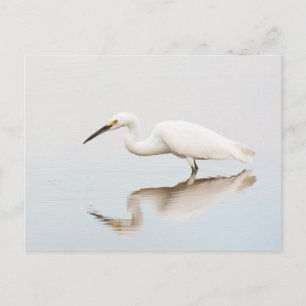 Egret auf einem noch bewachsenen Teich Postkarte