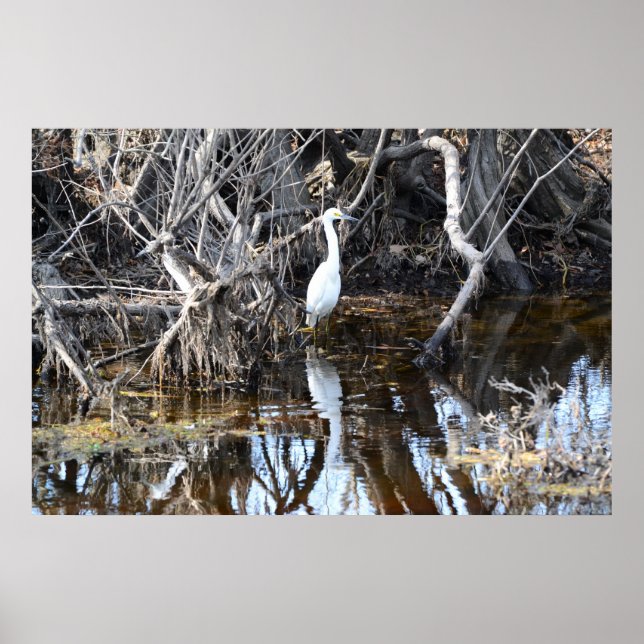Egret en Louisiana Bayou - Poster (Devant)