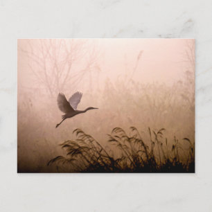 Egret Fliegen in Nebel bei Sonnenaufgang Postkarte