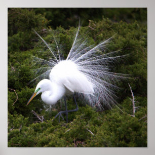 Egret Foto Poster