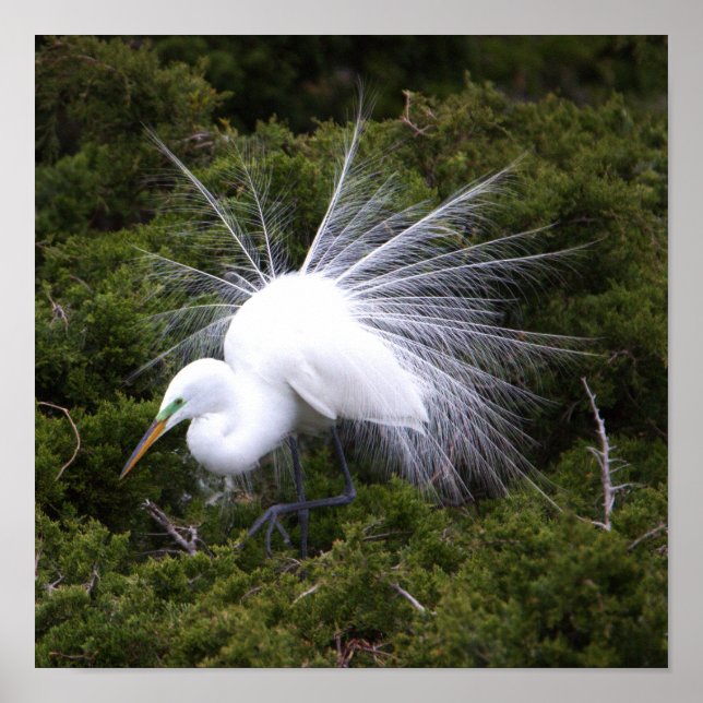 Egret Foto Poster (Vorne)