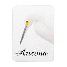 Egret Headshot, Arizona Magnet