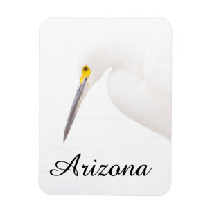 Egret Headshot, Arizona Magnet