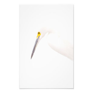 Egret-Headshot Fotodruck