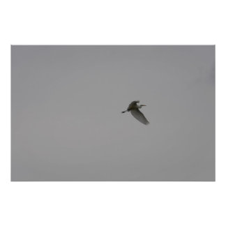Egret im Flug Fotodruck