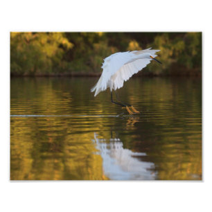 Egret im Flug über den Goldenen Teich Fotodruck