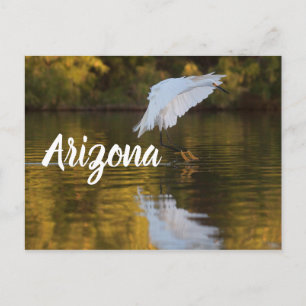 Egret in Flug über den Goldenen Teich, Arizona Postkarte