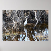 Egret in Louisiana Bayou - Poster