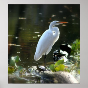 Egret mit Turtles Poster