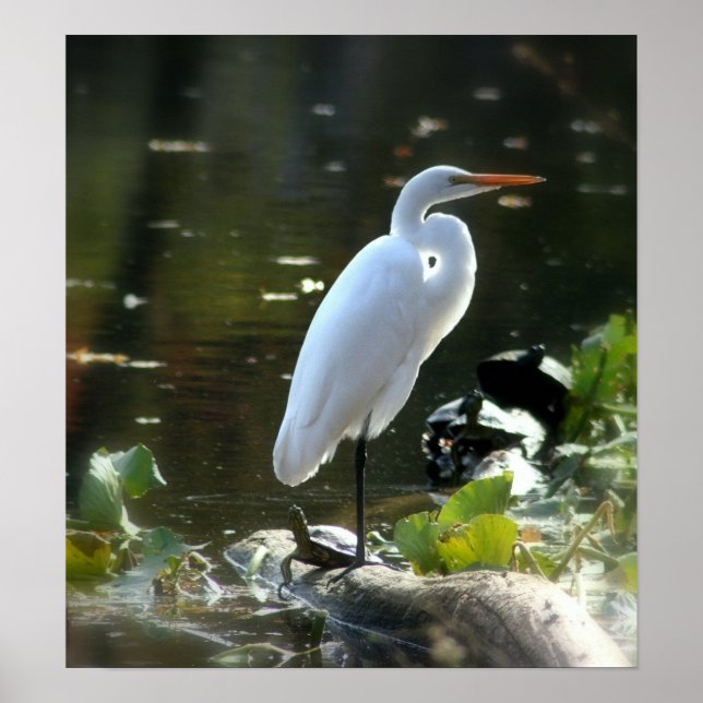 Egret mit Turtles Poster (Vorne)