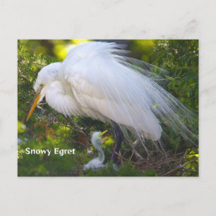 Egret neigeux avec carte postale bébé