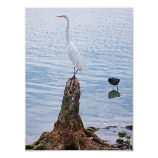 Egret Perch Fotodruck (Vorne)