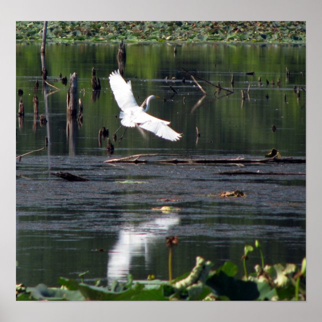 Egret Poster (Vorne)