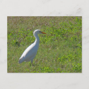 Egret Postkarte