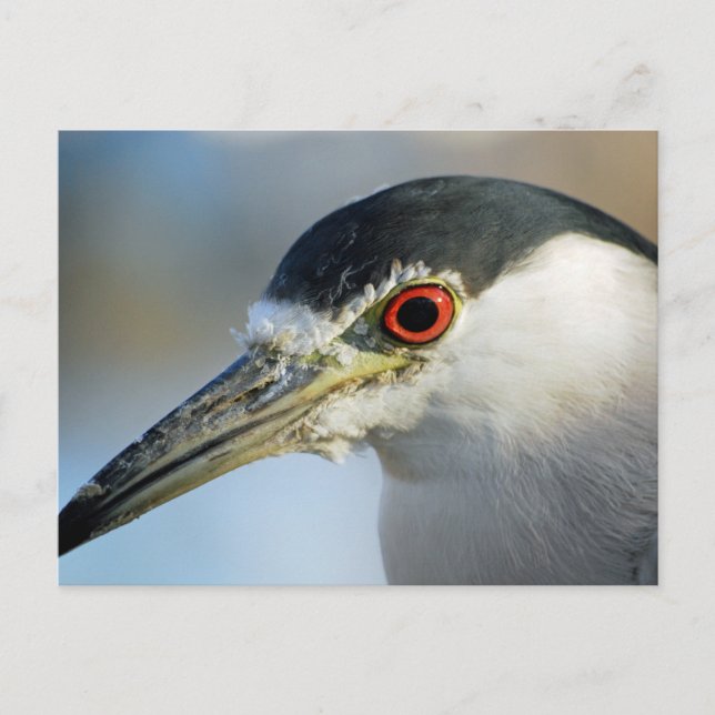 Egret Postkarte (Vorderseite)