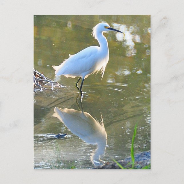 Egret Postkarte (Vorderseite)