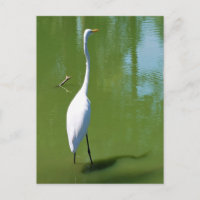 Egret