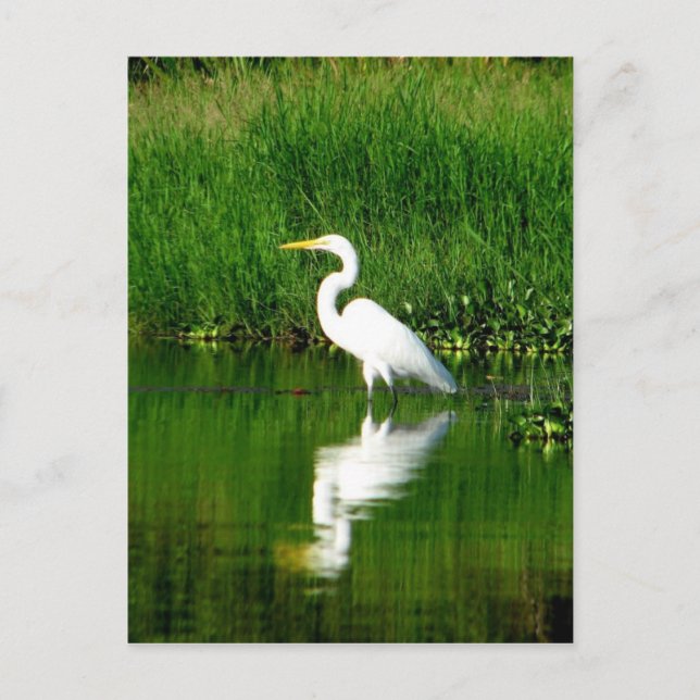 Egret, Rio Oscuro, Lago Izabal, Guatemala Postkarte (Vorderseite)