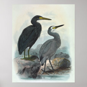 Egret und Heron Poster