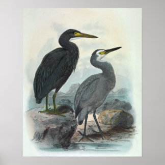 Egret und Heron Poster