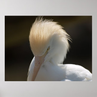 Egret vous regarde Poster
