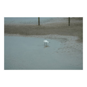 Egret Wading Fotodruck