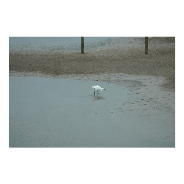Egret Wading Fotodruck (Vorne)