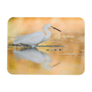 Egret, wenn die Sonne eingestellt ist Magnet