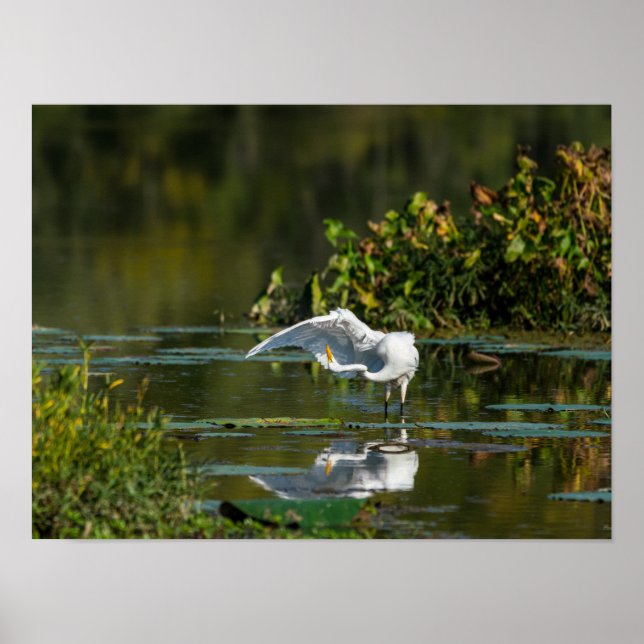 Egret Wing Exam Poster (Vorne)
