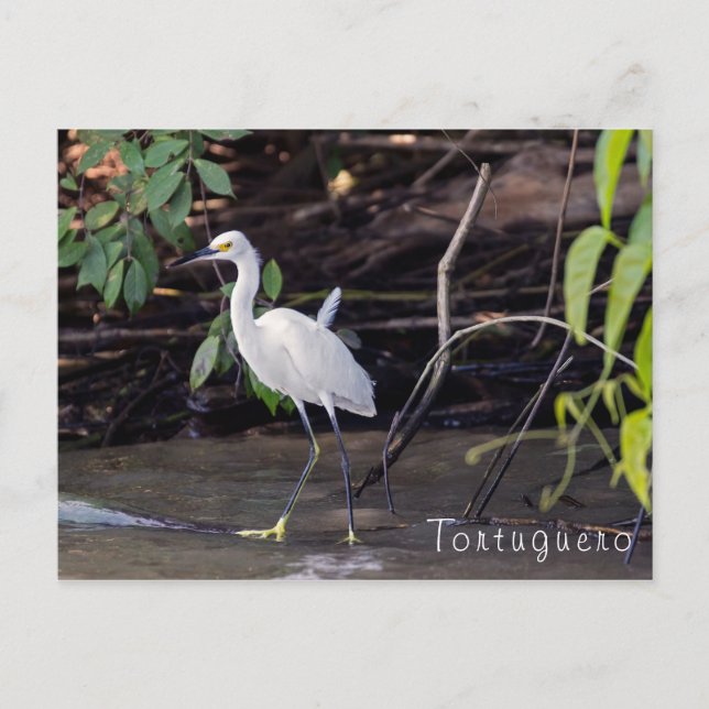 Egretta thula in Tortuguero - Costa Rica Postkarte (Vorderseite)