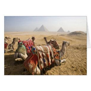 Égypte, Le Caire. Chameaux au repos