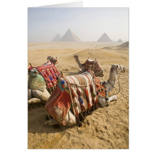 Égypte, Le Caire. Chameaux au repos (Devant)